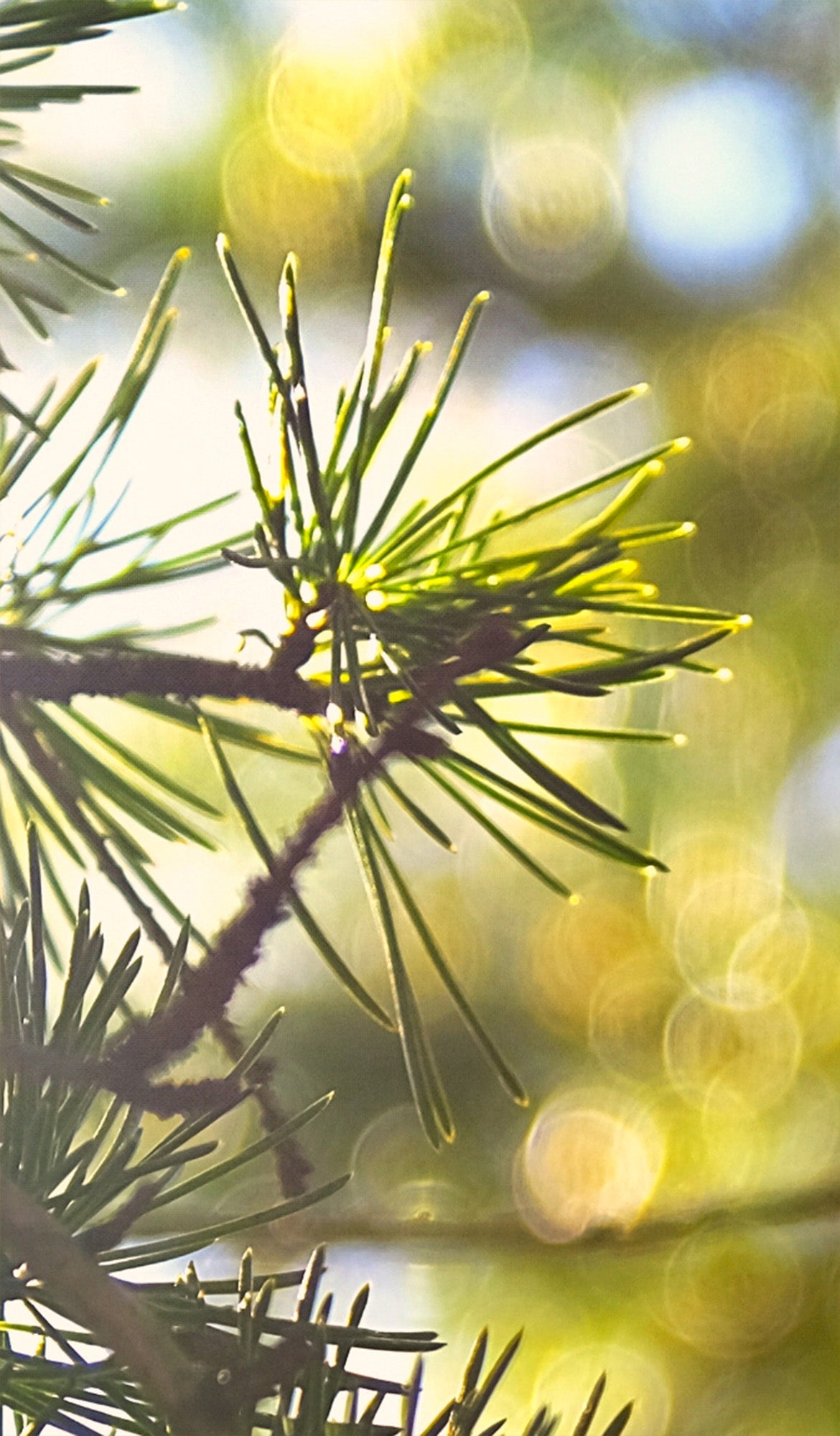 Pinene: The Forest-Fresh Element in DownShift – Enjoy Shift
